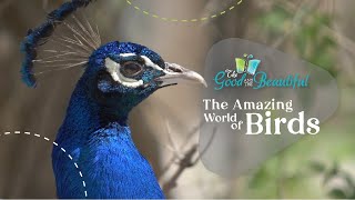 The Amazing World Of Birds Birds The Good And The Beautiful