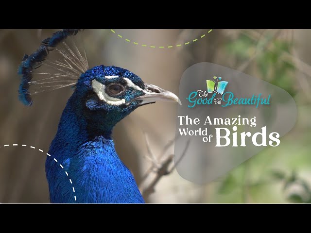 The Amazing World of Birds | Birds | The Good and the Beautiful class=