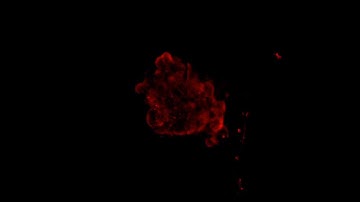 OpenLiver HepaRG NP 3D: MDR1 Labeling and Tissue Clearing