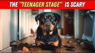 What They Don't Tell You About Having a Rottweiler
