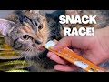 Cat Challenge Snack Edition