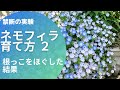 ネモフィラの育て方２。根っこをほぐしたらどうなるかという動画の続編です。