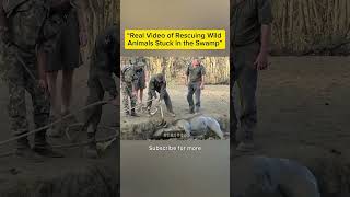 This Furious Bull Attacked the Rescue Team’s Vehicle 😨|Trapped Bulls vs Rescue Team 🚨#elephant #usa