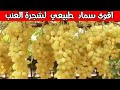طريقة عبقرية لنمو شجرة العنب بسرعة كبيرة بواسطة أقوى سماد طبيعي عضوي Npk سماد طبيعي