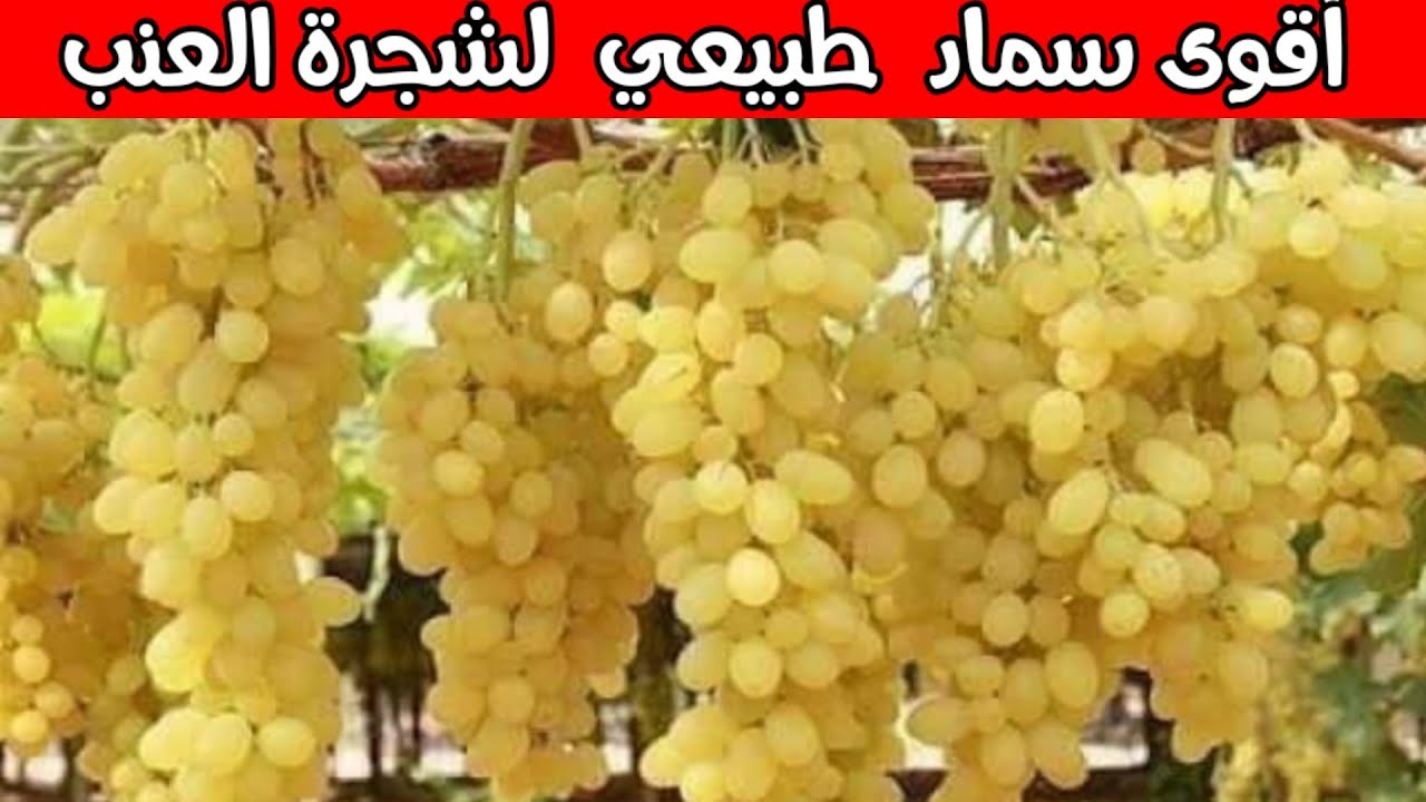 طريقة عبقرية لنمو شجرة العنب بسرعة كبيرة بواسطة أقوى سماد طبيعي عضوي npk ؟ (سماد طبيعي )