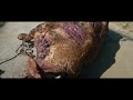 Beginning of video