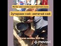 Зутараан сай - амтатай сай