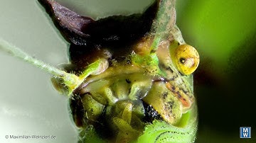 Experiment: automatic Focus Shift with Nikon D850 and a living photo motif