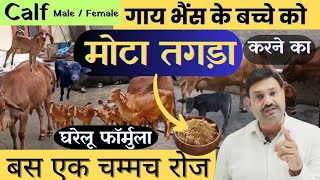 मोटा तगड़ा करने के लिए भैंस गाय के बच्चे को क्या खिलाना चाहिए buffalo Cow calf ko mota tagda kaise