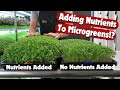 Microgreens - Does Adding Nutrients Help!? - Purple Broccoli - On The Grow