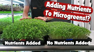 Microgreens - Does Adding Nutrients Help!? - Purple Broccoli - On The Grow