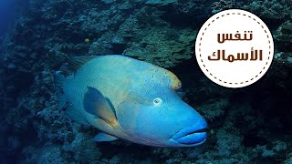 كيف تتنفس الأسماك تحت الماء؟ من عجائب البحار!