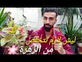 لماذا أزيل أزهار نباتاتي لماذا أزيل أزهار نباتاتي