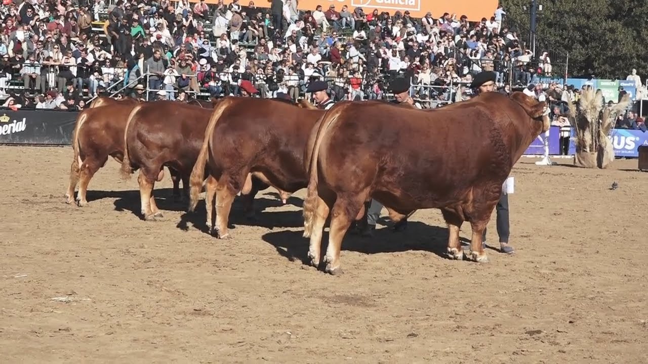 Informe Rural TV - JURA RAZA LIMOUSIN - PALERMO 2024