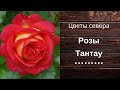 Розы Тантау на даче. Неприхотливые, обильно цветущие розы.