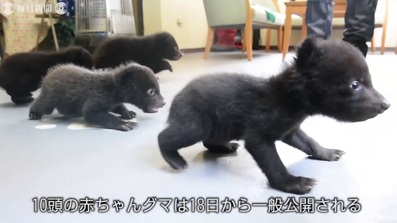 抱っこして撮影もok ツキノワグマの赤ちゃんを公開 岐阜のクマ牧場 Youtube
