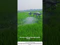 Remote‑Controlled Drone Spraying – Precision Agriculture in Action 🚁🌱