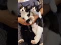 きょうだいじゃないよ、よく似たふたり