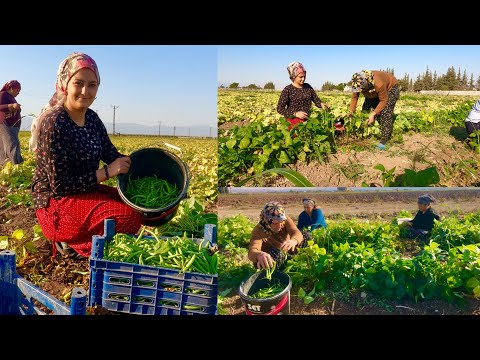 Video: Ateşte Yemek Pişirmek Ne Kadar Kolay