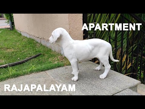 Is Rajapalayam dog suitable for Apartment