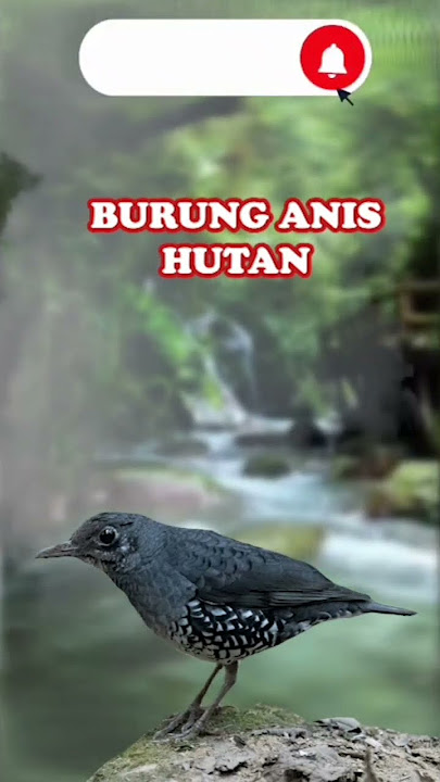 SUARA BURUNG ANIS HUTAN