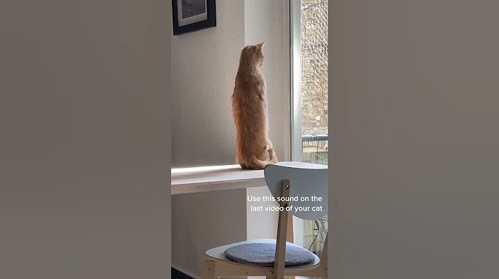 Video 4451611: norwegian forest cat rare, laugh norwegian forest cat, sound forest cat, forest cat funny, forest cat dog, cat funny smile, best funny cat, cute cat