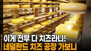 셀 수 없는 수많은 치즈들로 가득! 네덜란드 치즈 공장 가보니 | KBS 20241116 방송