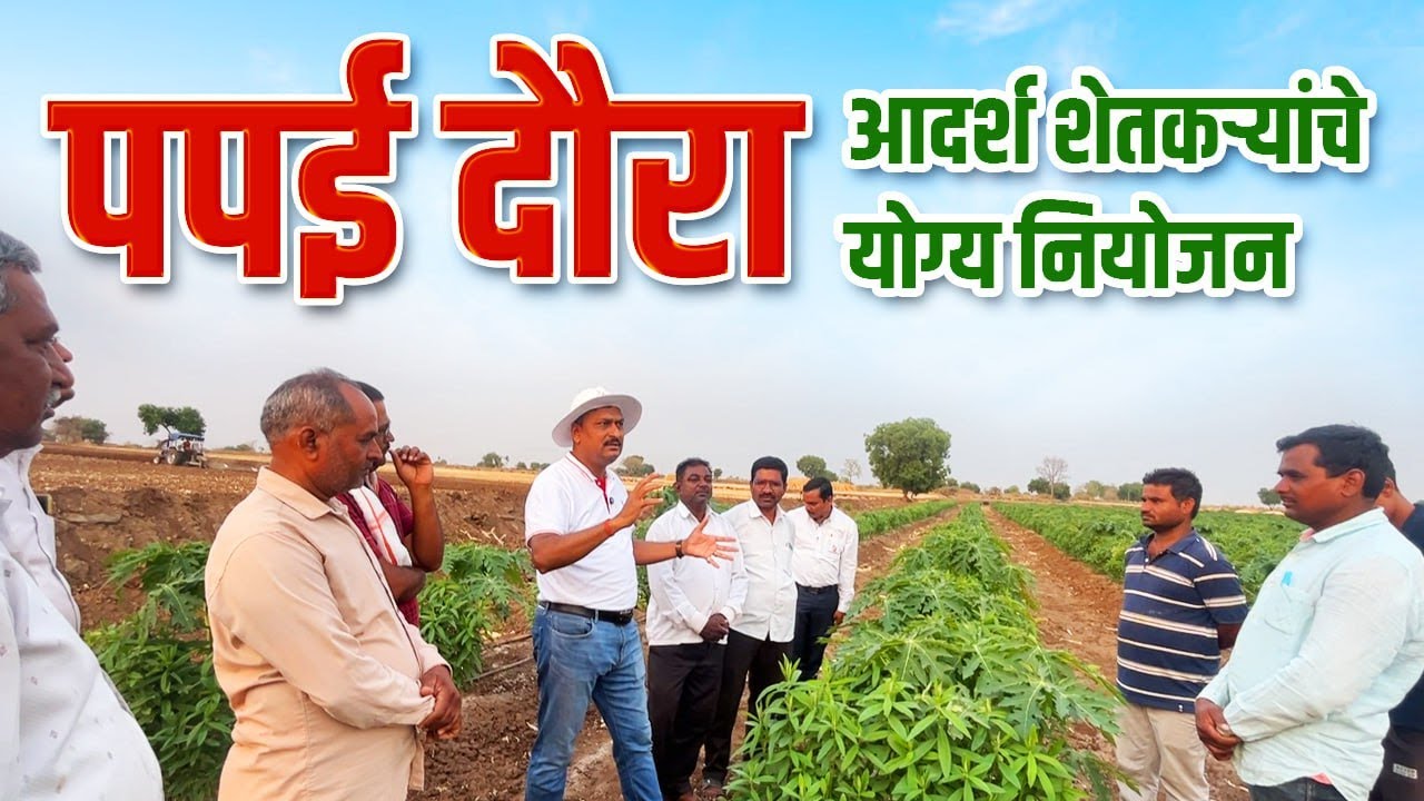 पपई दौरा पाटील बायोटेक विकसित पपई प्लॉट भाग 2