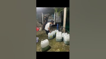 Cá thác lác giống. Cá nàng hai giống. Thác lác cườm giống #cá_giống #trại_cá_giống_út_me 0909770509