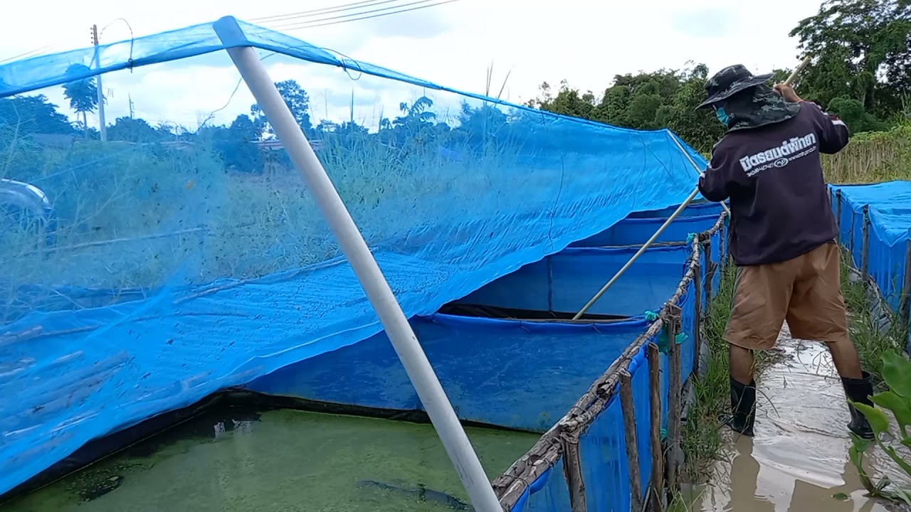 เปิดเผยครั้งแรก! วิธีกระตุ้นให้(ไข่ผำ,ผำ,ไข่น้ำ,ไข่แหน)ขยายเร็ว