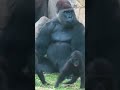 Capture de la vidéo Patient Gorilla Father With His Cute Naughty Babies.