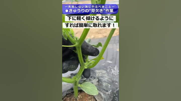 きゅうり栽培を失敗しない為に最初にやるべきこと。1株100本採りましょう！【整枝方法】【芽欠き】【家庭菜園】 #Shorts
