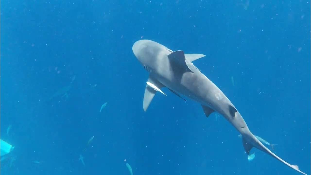 Swimming with Bull Sharks - part 3 - YouTube