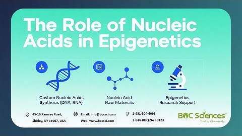 The Role of Nucleic Acids in Epigenetics – Nucleic Acids in Epigenetic Regulation - BOC Sciences