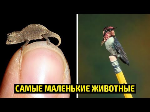 Самые маленькие животные в Мире
