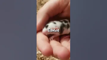 Самые маленькие животные в Мире