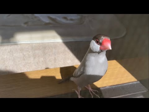 ベランダにいる飼い主を見て焦る文鳥 あずき　Java sparrow