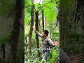 Alsophila spinulosa a living fossil from the dinosaur era. What else are you curious