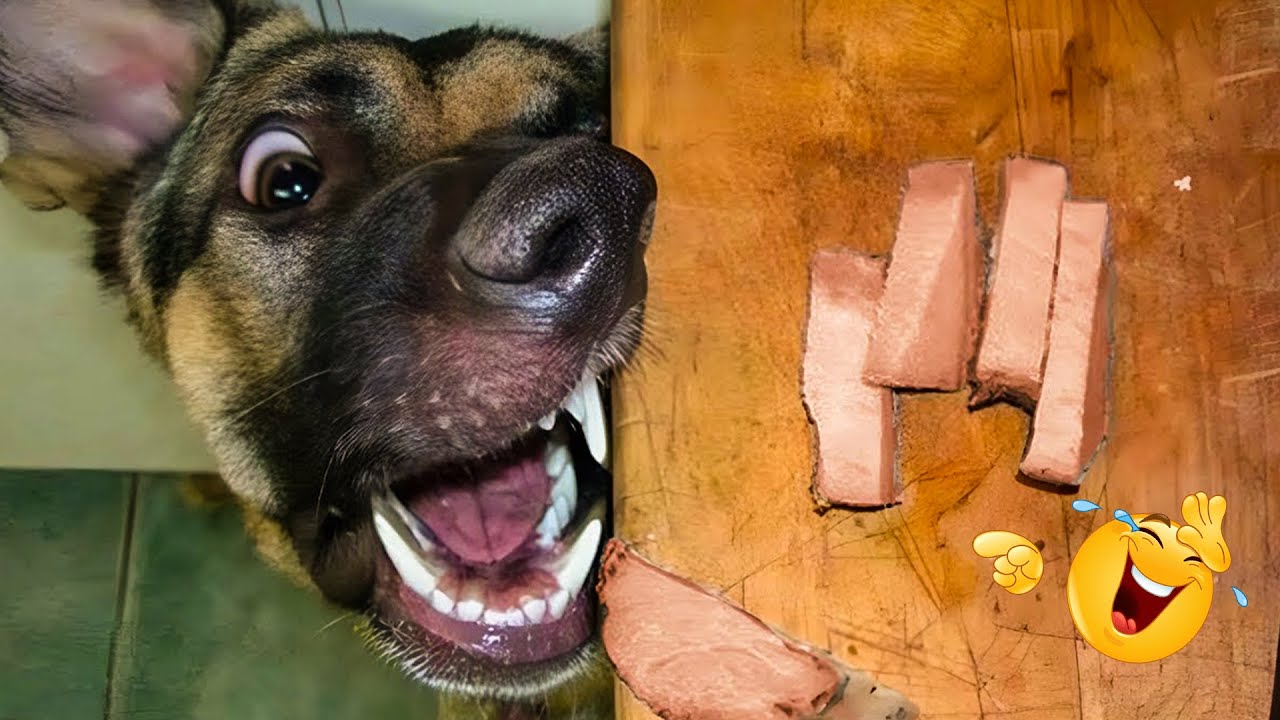 Best Funniest Animal Videos 😹🐶 The Best Compilation of Cats & Dogs Making Us Laugh!