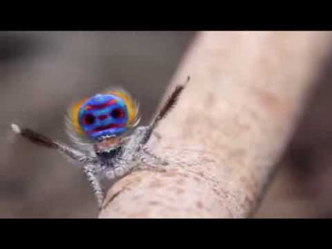 Video: Araña pavo real: uno de los representantes más inusuales de los arácnidos