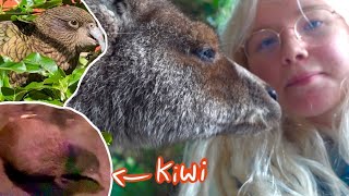 UP CLOSE WITH KIWI BIRDS! Zoo Vlog