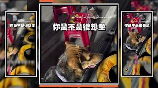 狗狗見到夜市玩具車滿臉羨慕！如願坐上一臉超開心