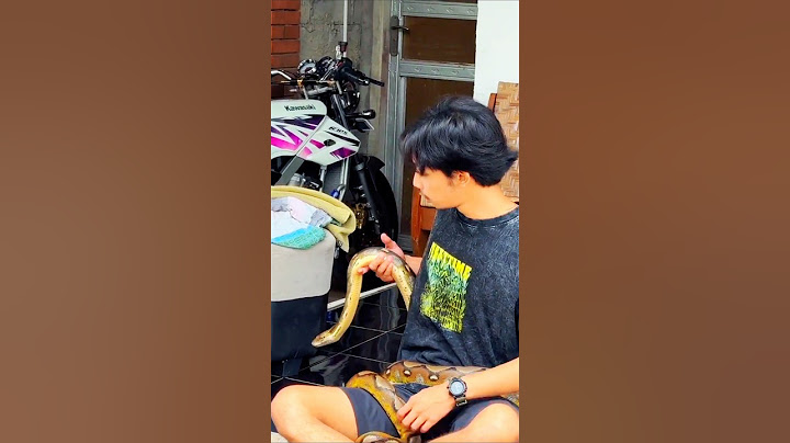 Besar banget. Mas Nemo ngagetin Mas Joko pakai ular piton. 🐍😱