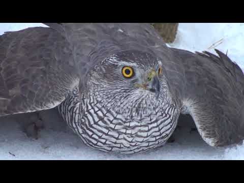 Как поймать ястреба.Hawk-sparrowhawk. The hawk is a goshawk. hawk catching