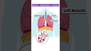 How Does Breathing Actually Happen? Lets Dive Into It