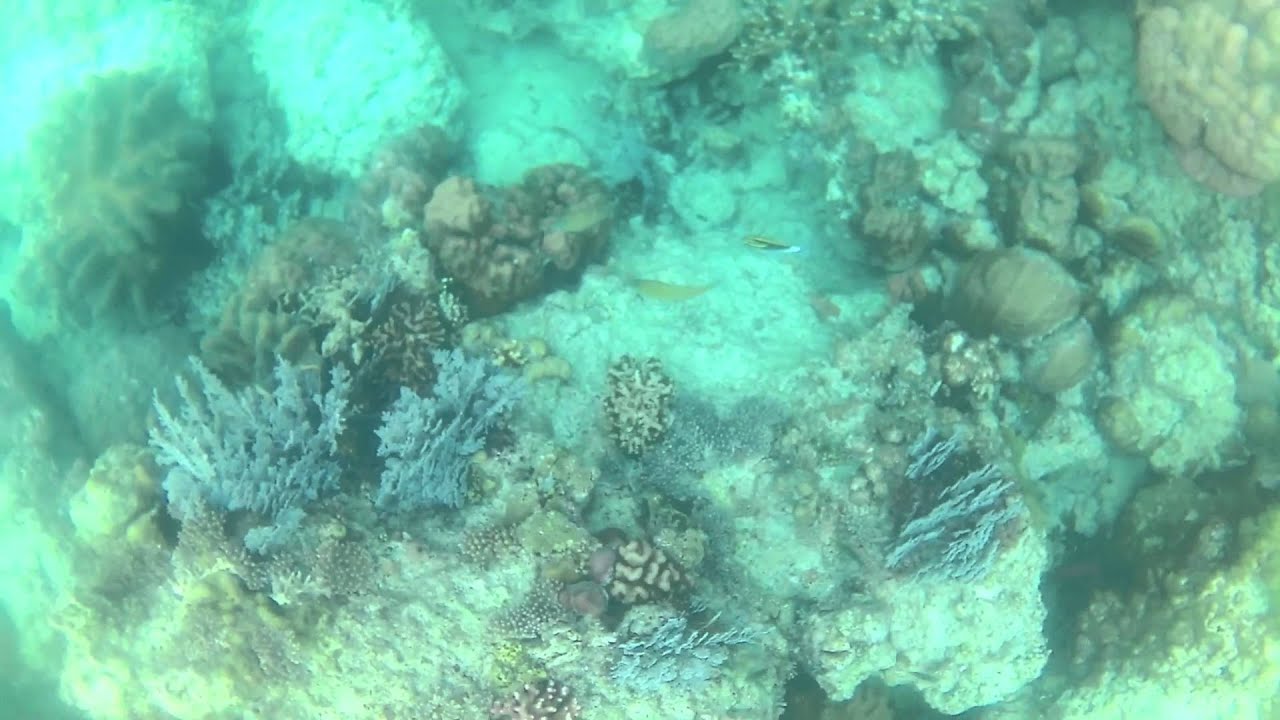 Fish and stuff - YouTube