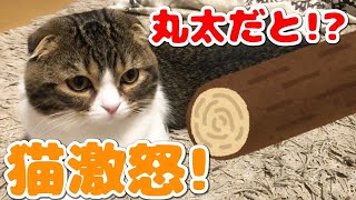 猫に丸太みたいだねと伝えたらキレられました…【スコティッシュフォールド】【Scottish Fold】