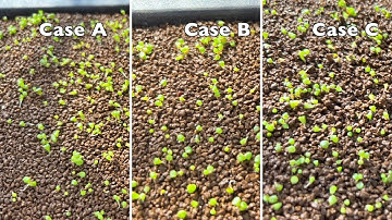 Sub) How to grow from lithops seeds - A sowing experiment