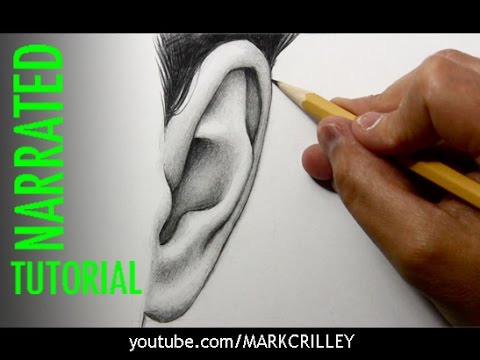 Featured image of post How To Draw Realistic Ears Front View Much of the anatomy is blocked by the hair