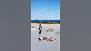 Coyote encounter survival